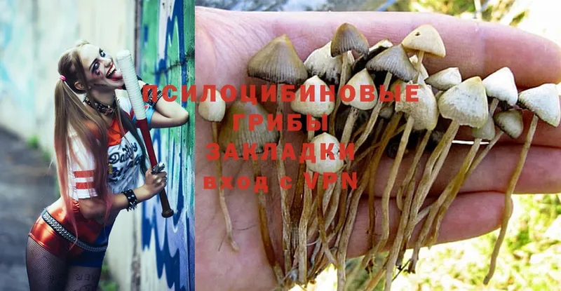 маркетплейс телеграм  Любань  Галлюциногенные грибы Psilocybine cubensis 